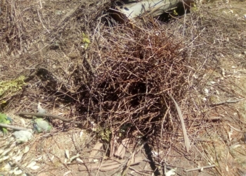 Bronca por tala de enormes eucaliptos y gran mortandad de pájaros en Gonnet