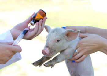 ¿Qué son los antimicrobianos? Semana de concientización