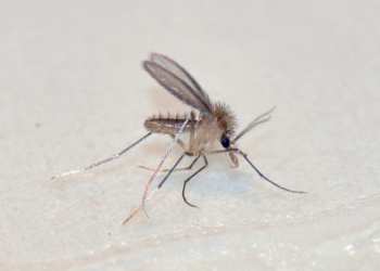 Detectan casos en el país de un mosquito que transmite un virus peor que el dengue