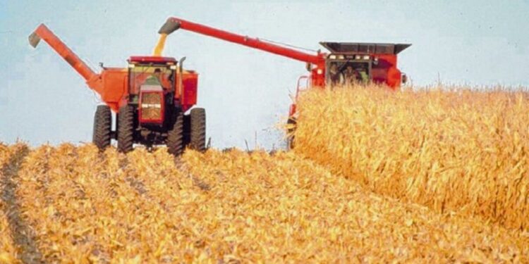 La suba en los precios de algunos alimentos decidió al gobierno a prohibir transitoriamente las exportaciones de maíz