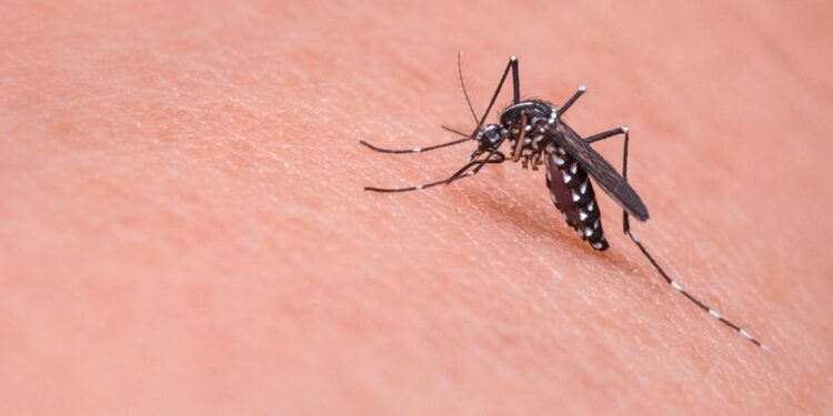 “El Aedes Aegypti prefiere la sangre humana, es un mosquito diurno, no pica de noche
