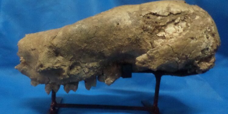Cráneo del megaterio más antiguo de Argentina