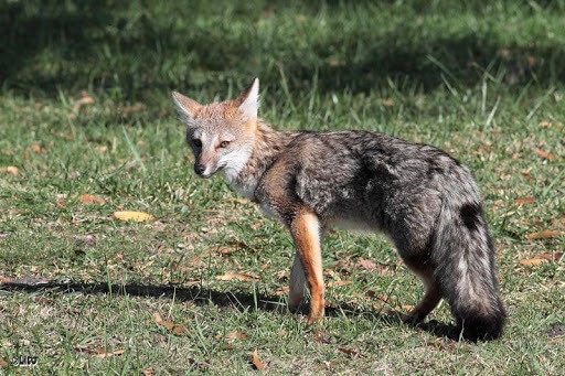 Imagen de referencia: Zorro gris pampeano (Lycalopex gymnocercus)