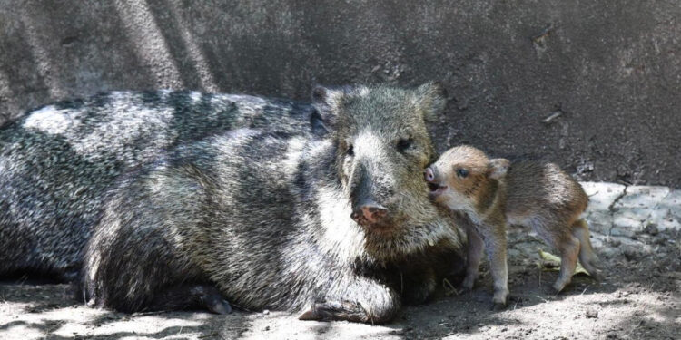 El Pecarí recién nacido y su mamá