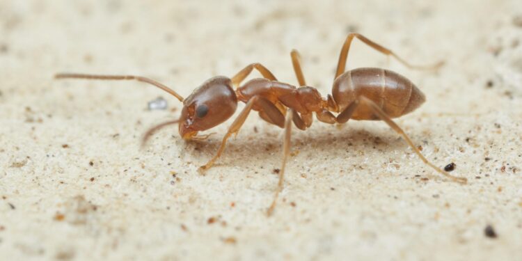 La hormiga argentina (Linepithema humile), que hoy en día invade Europa. Foto: AntWeb