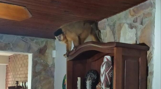El mono en la vivienda de Villa Elvira