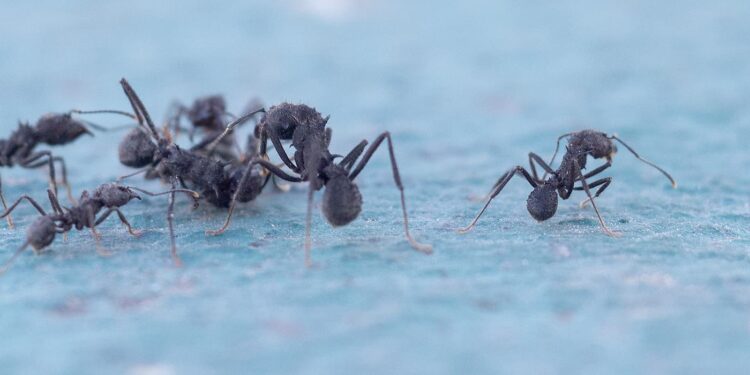 Hormigas del género Acromyrmex (gentileza: https://unciencia.unc.edu.ar/)
