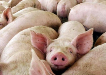 Advierten sobre la triquinosis durante el invierno