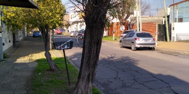 Las fotos corresponden a árboles de Berisso y fueron tomadas por miembros de  Vecinos Autoconvocados Humedal Urbano Génova