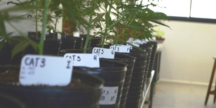 Parte del cultivo de distintas cepas de cannabis establecido en el CIM. Foto: gentileza investigadores
