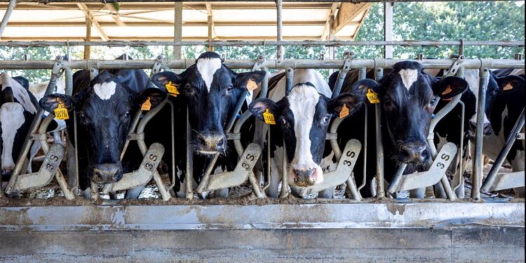 Se colocaron ventiladores y duchas a las vacas para contrarrestar la disminución de leche