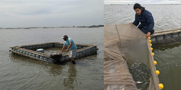 Integrantes del equipo trabajan_en las jaulas flotantes ya instaladas en la laguna. Foto: gentileza investigadores