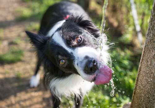 El calor y el cuidado de las mascotas