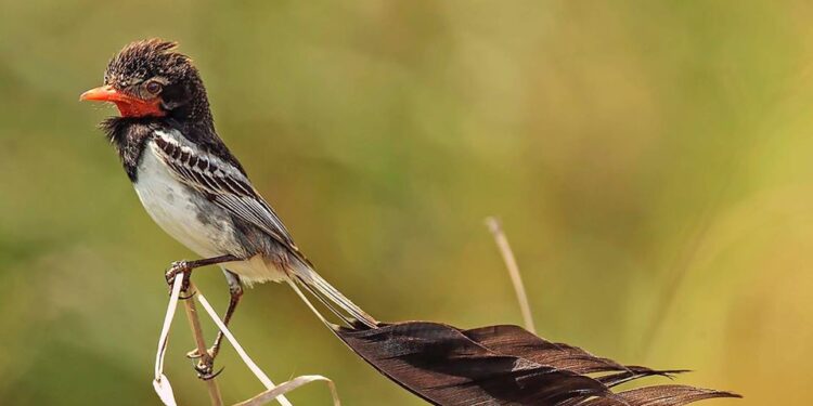 Yetapá de collar, un ave en peligro de extinción en Corrientes