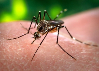 Avance del dengue