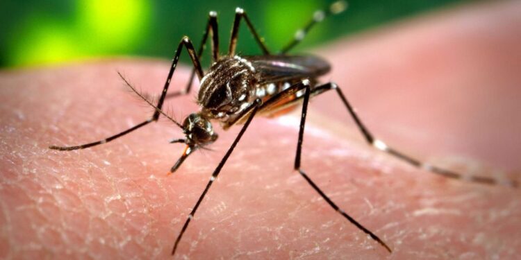 Avance del dengue