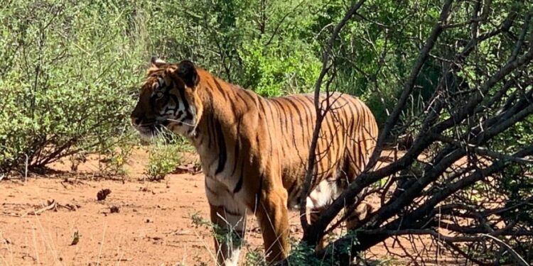 En 2019, la tigresa Colón fue trasladada a Sudáfrica (crédito imagen: impulso baires)