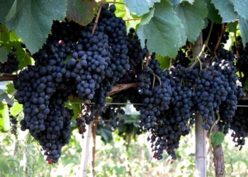 Así se hace el vino ribereño