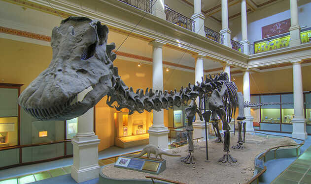 El rey del Museo guarda muchos secretos (crédito imagen: Museo de Ciencias Naturales de La Plata)