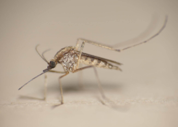 INVASIÓN DE MOSQUITOS
