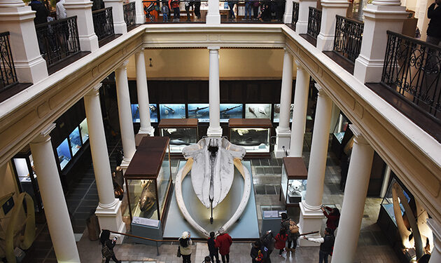 Crédito imagen: Museo de Ciencias Naturales de La Plata
