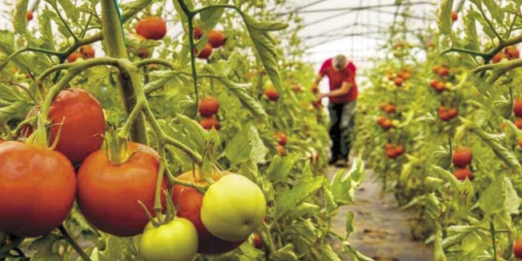 Los resultados del relevamiento del cordón flori-frutihortícola estarían para septiembre próximo