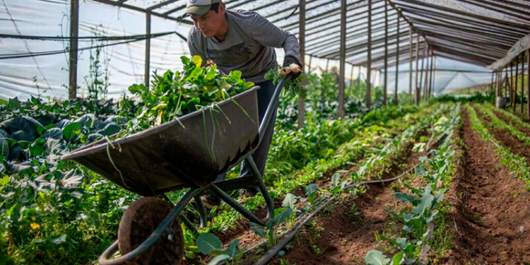 La producción hortícola de La Plata es una de las más importantes del país