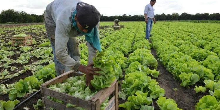 Durante el acto se dio a conocer el Relevamiento Flori-frutihortícola Platense 2025, que permitirá saber cuántas personas habitan y producen en el cinturón verde, quiénes lo conforman, dónde se encuentran y qué variedades producen. El estudio fue solicitado por el Consejo Consultivo de La Plata y se encuentra en marcha desde el 15 de junio