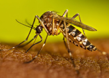 Prevenir es la tarea: ya está abierta la inscripción para vacunarse contra el dengue