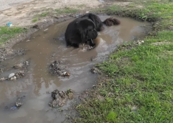 Pobreza y cambio climático: volvió con fuerza la leptospirosis a la región