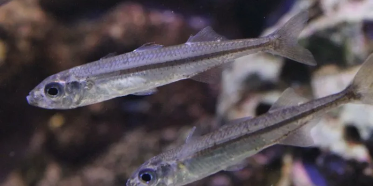 Al cabo de un exhaustivo proceso que duró cuatro meses, se obtuvieron varios miles de alevinos, es decir, ejemplares juveniles de entre 5 y 10 centímetros, que fueron liberados (crédito imagen: fon-fishing.com)