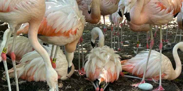 Tras diez años sin reproducción de la especie, nacieron siete flamencos en el Bioparque La Plata
