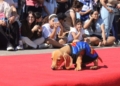 Se realizará un gran desfile de mascotas para toda la familia